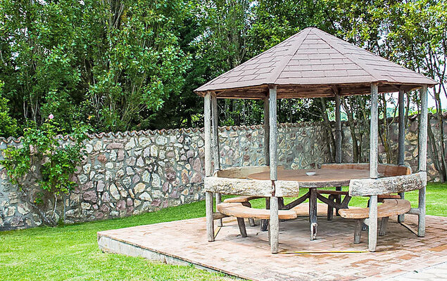 Olivo secolare - Photo 4